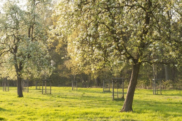 Bloeiende fruitbomen.