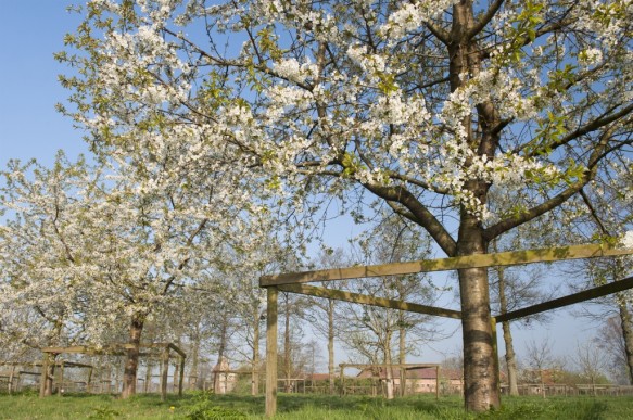 Bloeiende kerselaar.