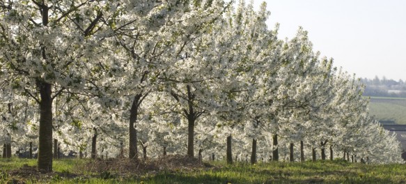 Bloeiende fruitbomen