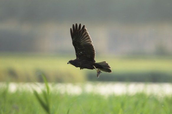 Jonge bruine kiekendief