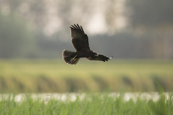 Jonge bruine kiekendief