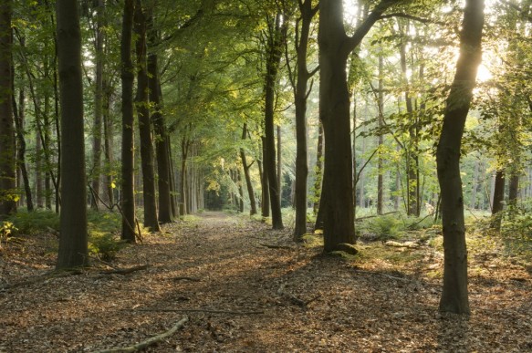Hooggoedbos.