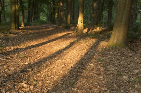 Hooggoedbos.