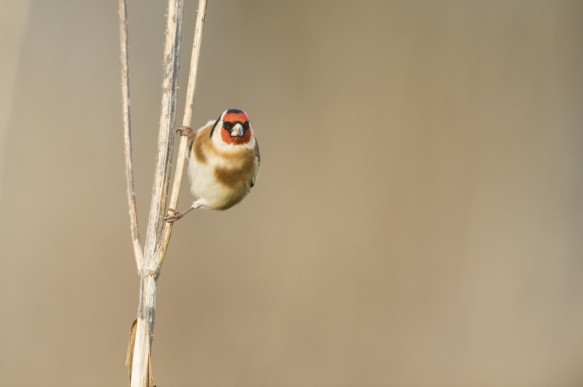 Putter of distelvink.