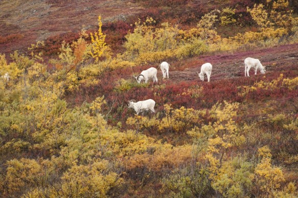 Alaska