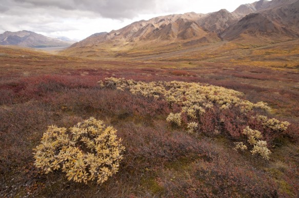 Alaska