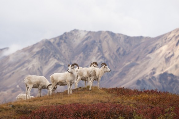 Alaska