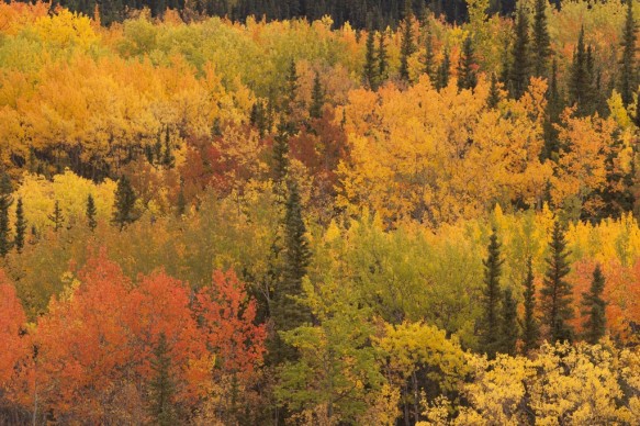 Alaska