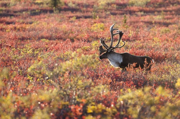 Alaska