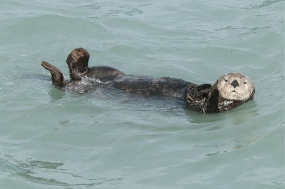 Zeeotter