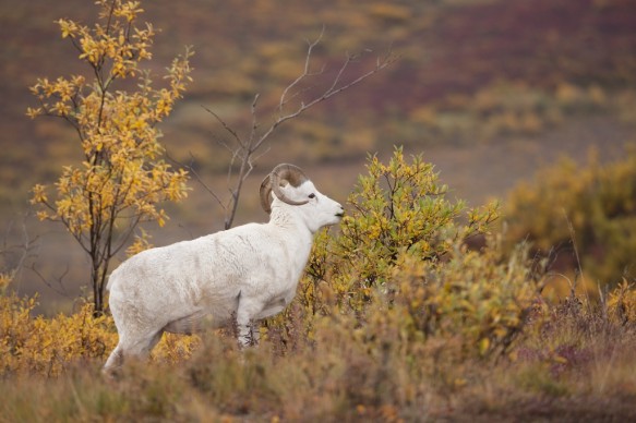 Alaska