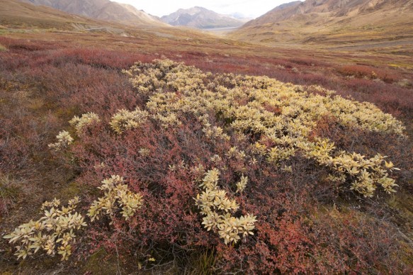 Alaska