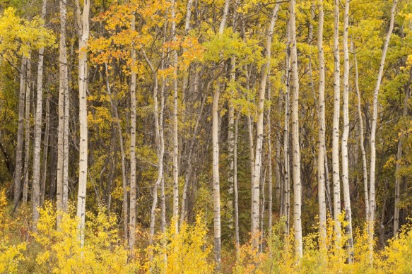 Alaska