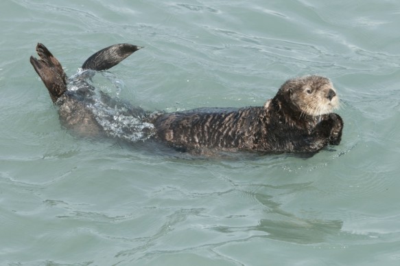 Zeeotter