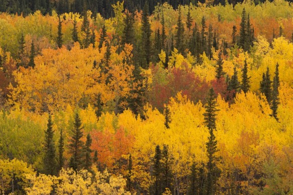 Alaska