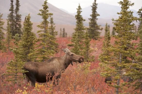 Alaska