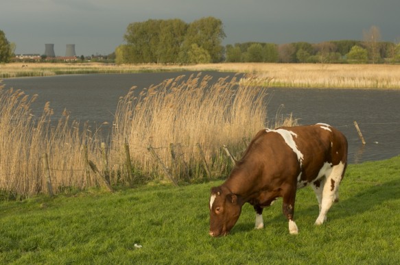 Kreek te Kieldrecht.