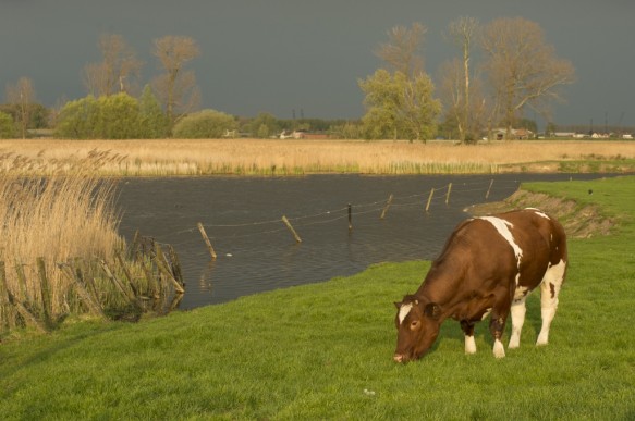 Kreek te Kieldrecht.