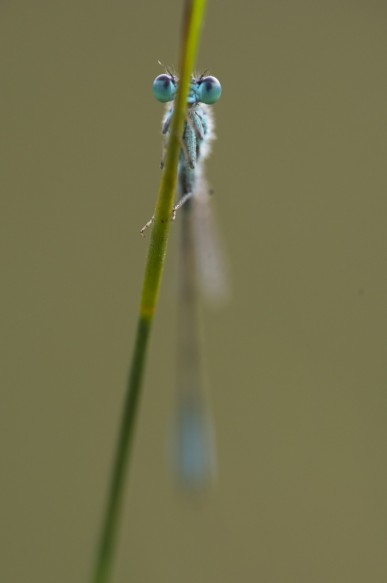 Waterjuffer