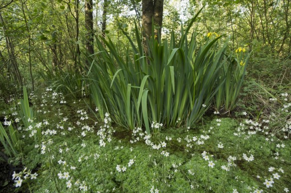 Stropersbos