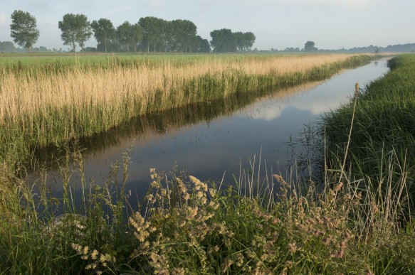Sloot in Zeeuws-Vlaanderen.
