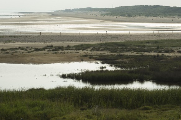 Slikken en schorren langs de Westerscheld.