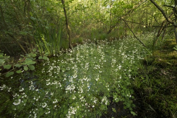 Stropersbos