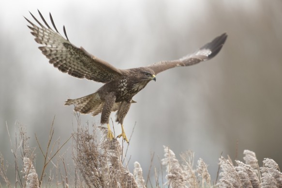 Buizerd