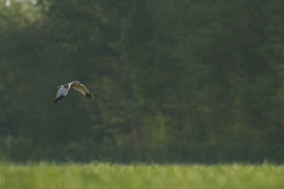 Bruine kiekendief