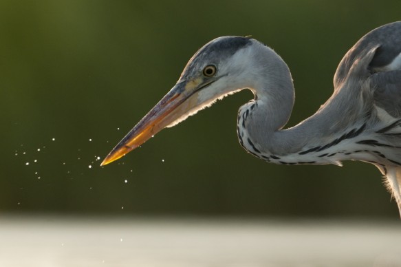 Blauwe reiger