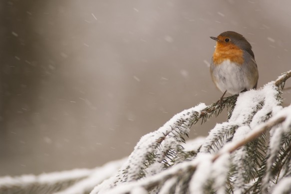 Roodborst