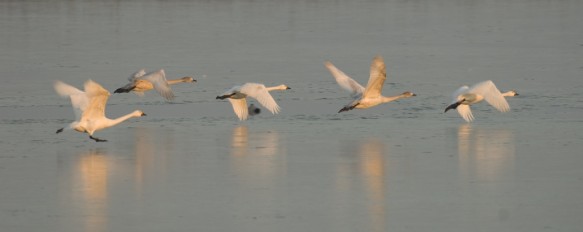 Kleine Zwaan
