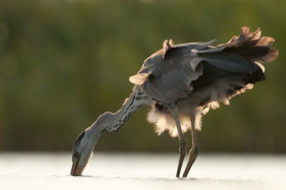 Blauwe reiger