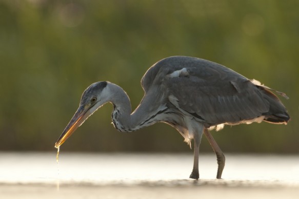 Blauwe reiger