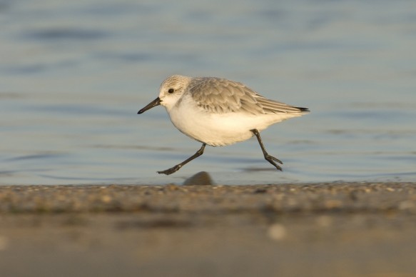 Drieteenstrandloper
