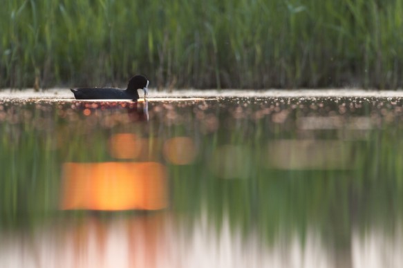 Meerkoet