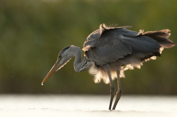 Blauwe reiger