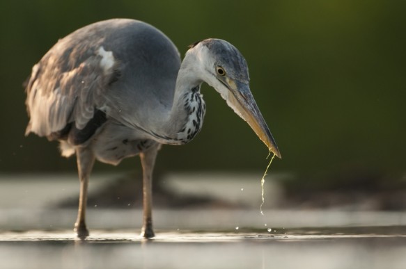 Blauwe reiger