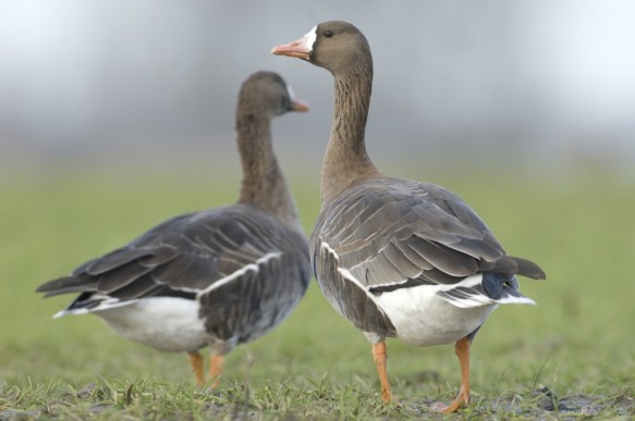 Kolgans