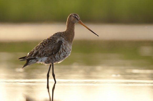 Grutto