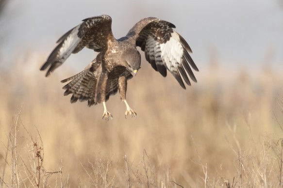 Buizerd