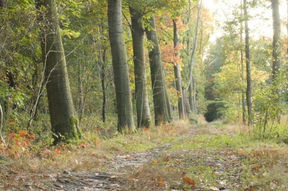 Bos in de herfst.