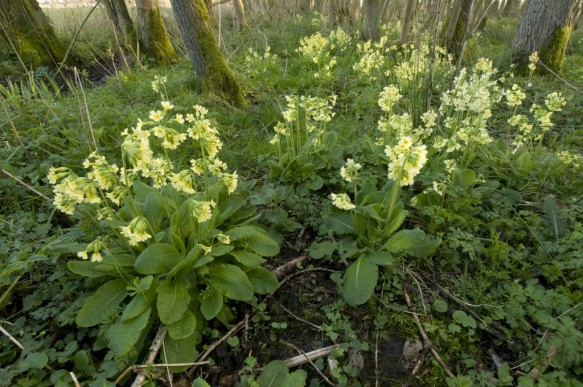 Slanke sleutelbloem