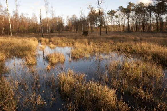 Maldegemveld