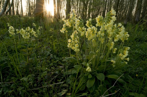 Slanke sleutelbloem