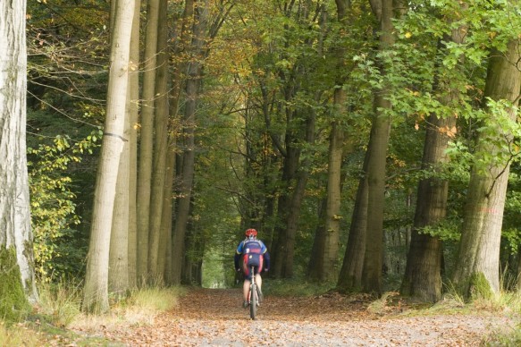 fietsen in het bos.