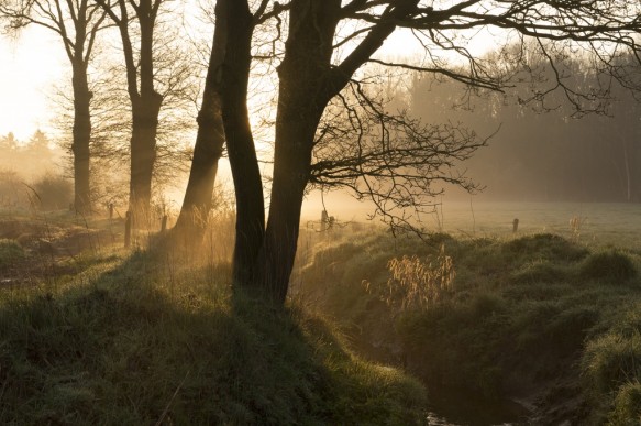 Driesbeek