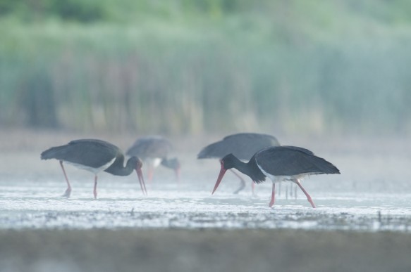 Zwarte ooievaar