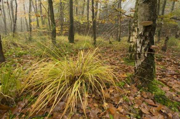 Drongengoedbos