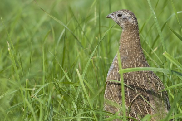 Jonge Patrijs